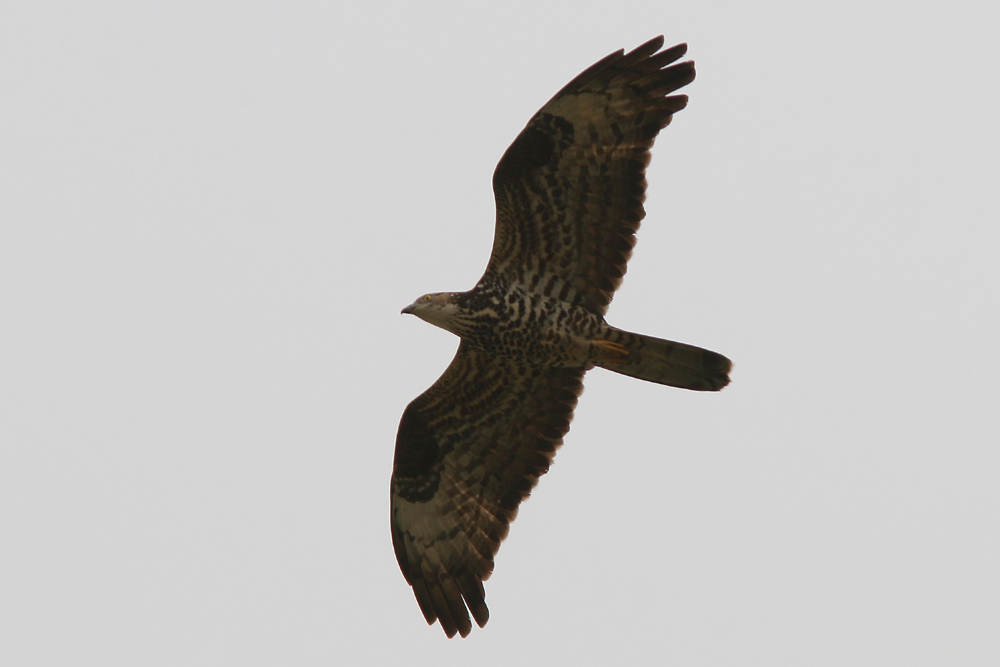 Falco pecchiaiolo